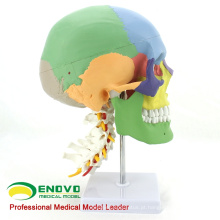 SKULL11 (12337) modelo da coluna cervical de crânios humanos multifuncionais de ciência médica